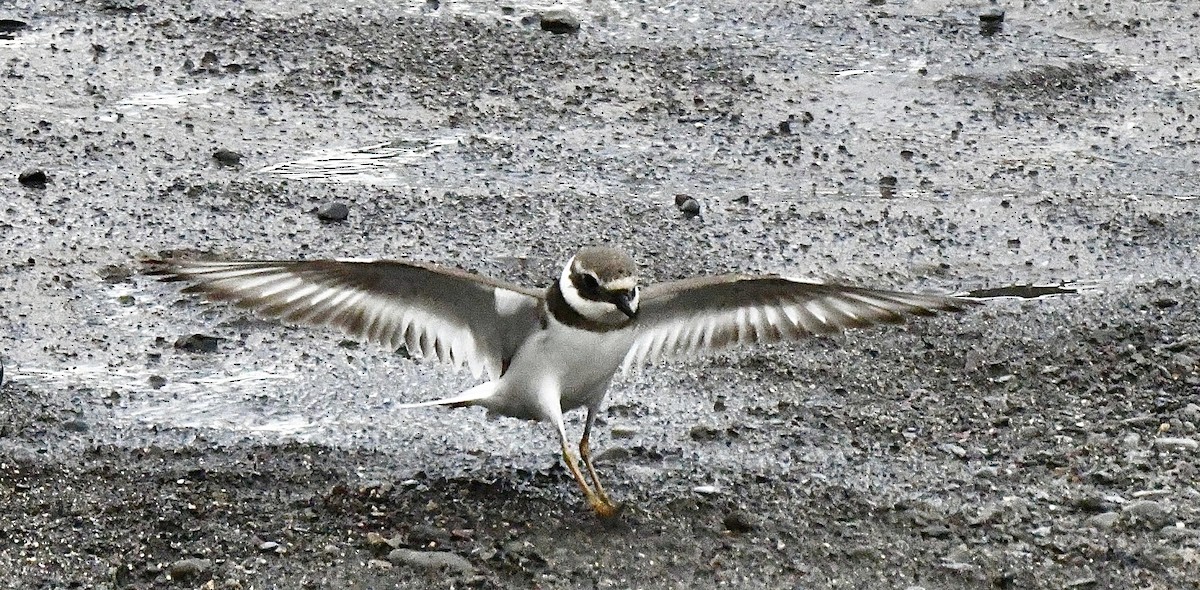 Common Ringed Plover - ML647106733