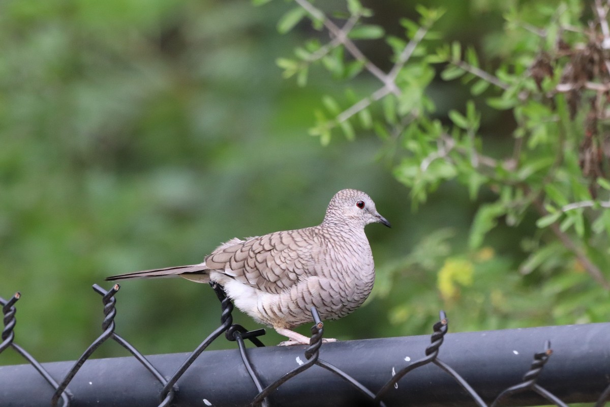 Inca Dove - ML647106737