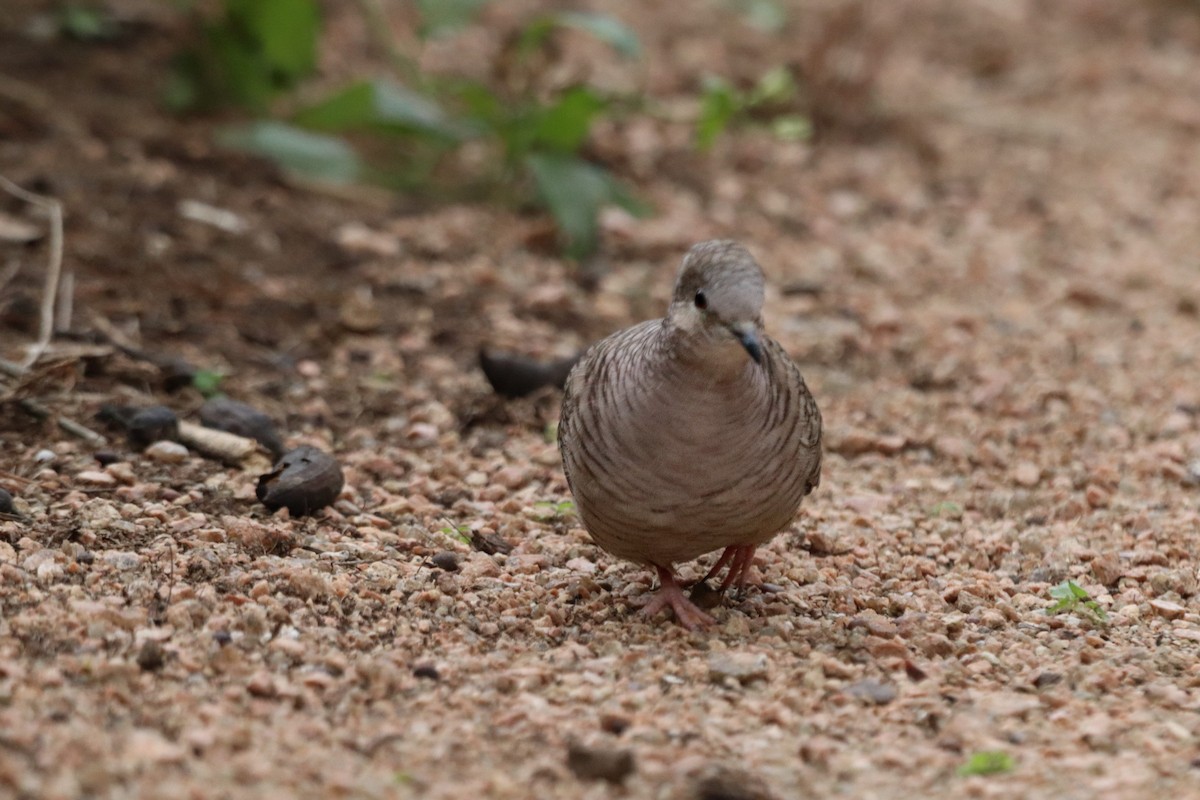 Inca Dove - ML647106741