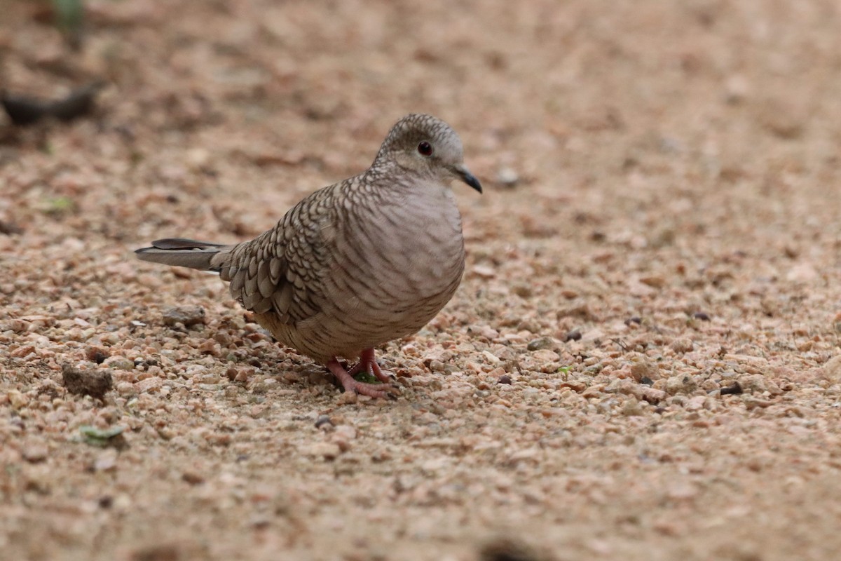 Inca Dove - ML647106742