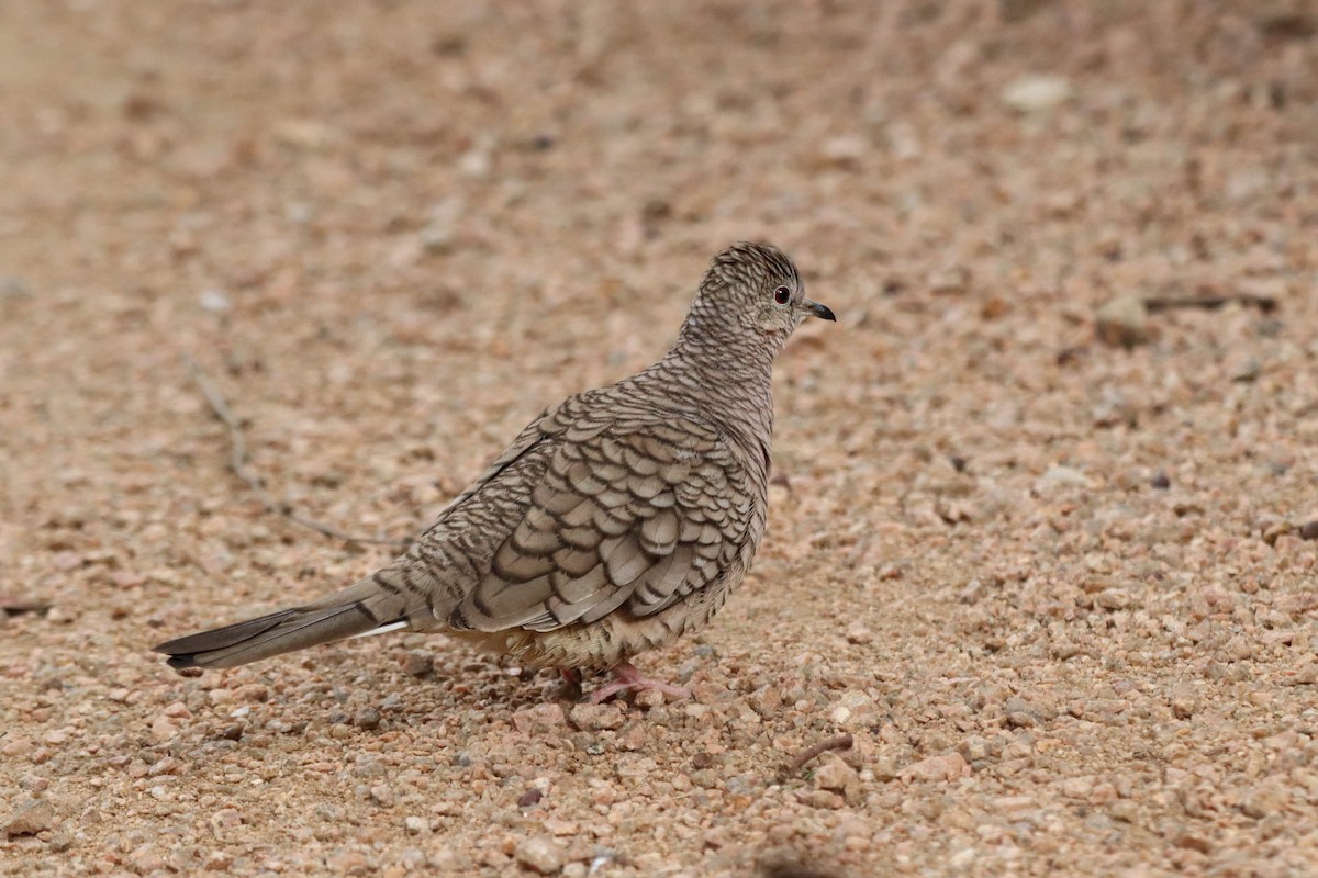 Inca Dove - ML647106743