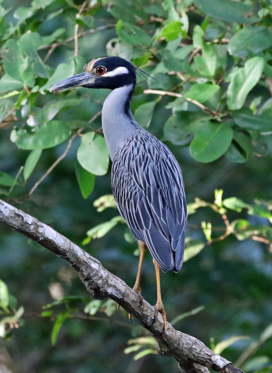 אנפת לילה צהובת-כיפה - ML647106749