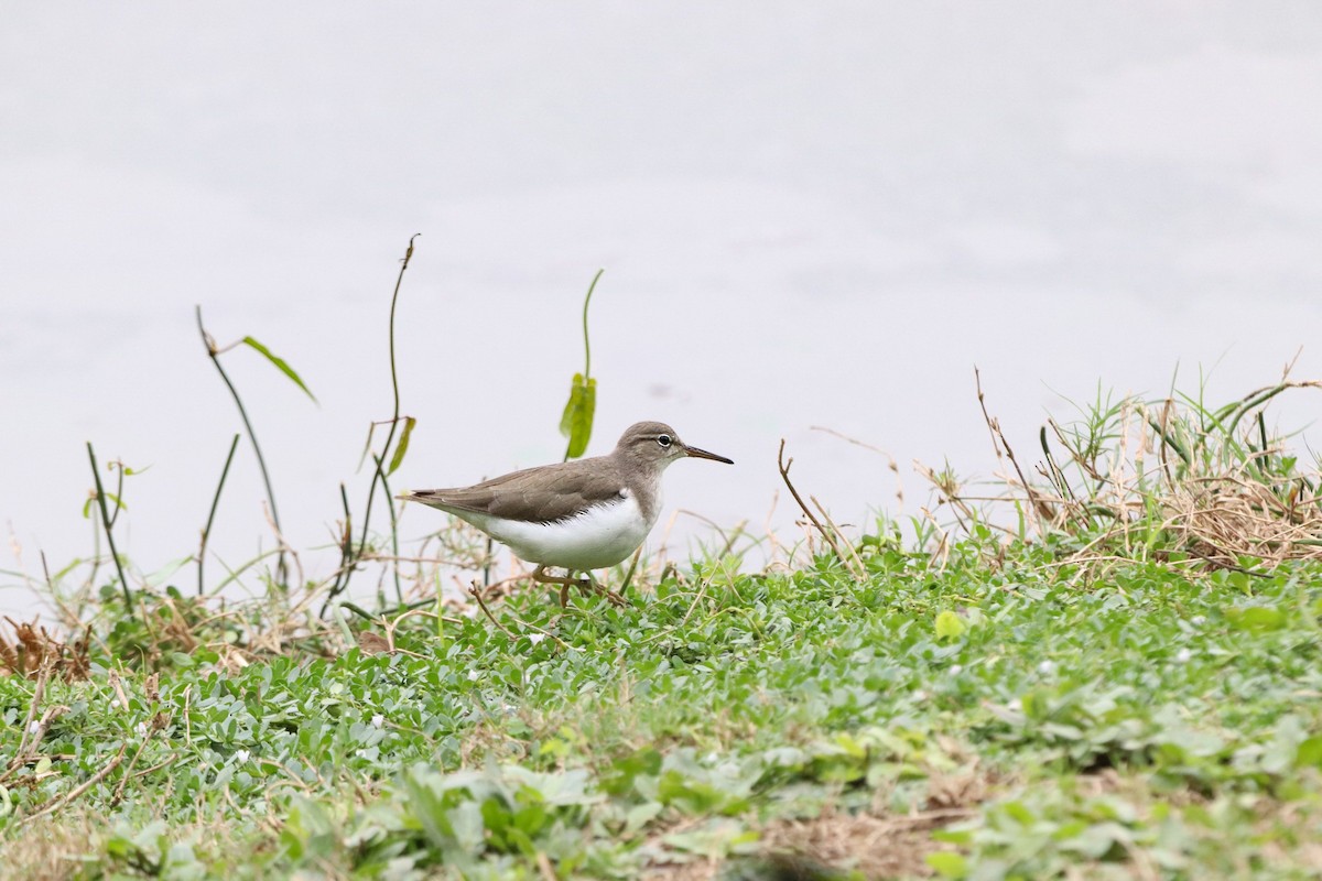 Spotted Sandpiper - ML647106753