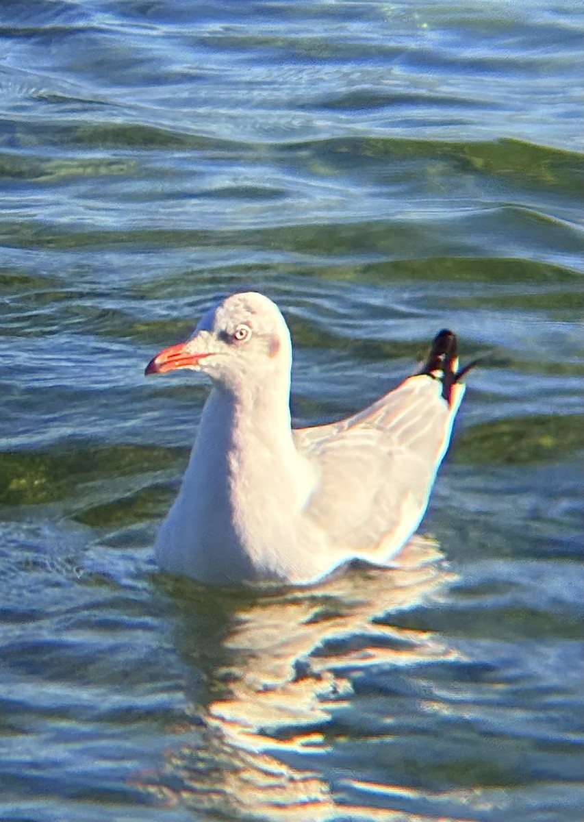 racek hnědohlavý - ML647106759