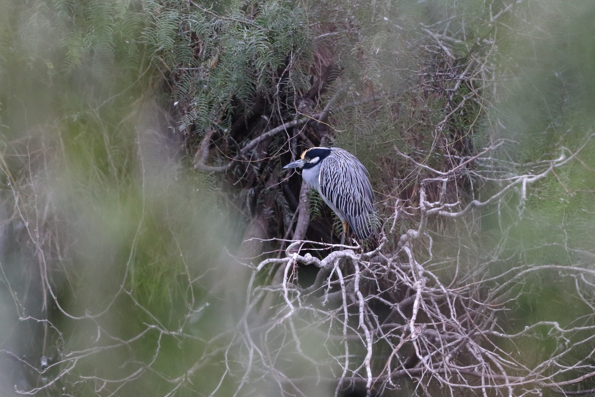 Yellow-crowned Night Heron - ML647106761