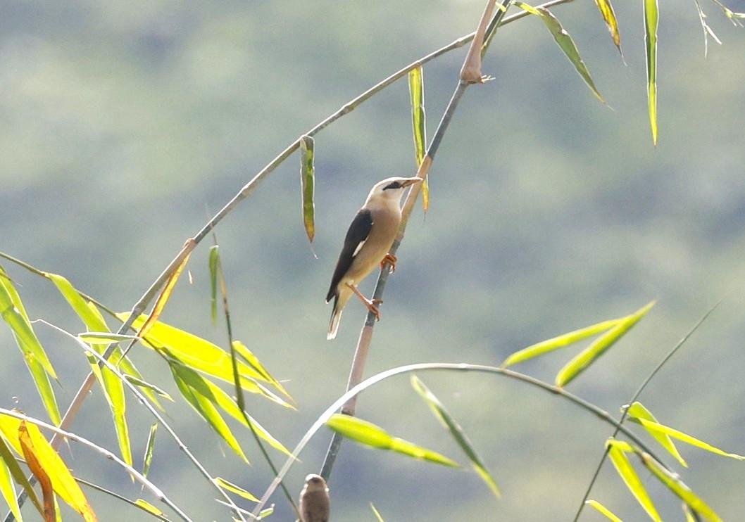 Vinous-breasted Myna - ML647106762