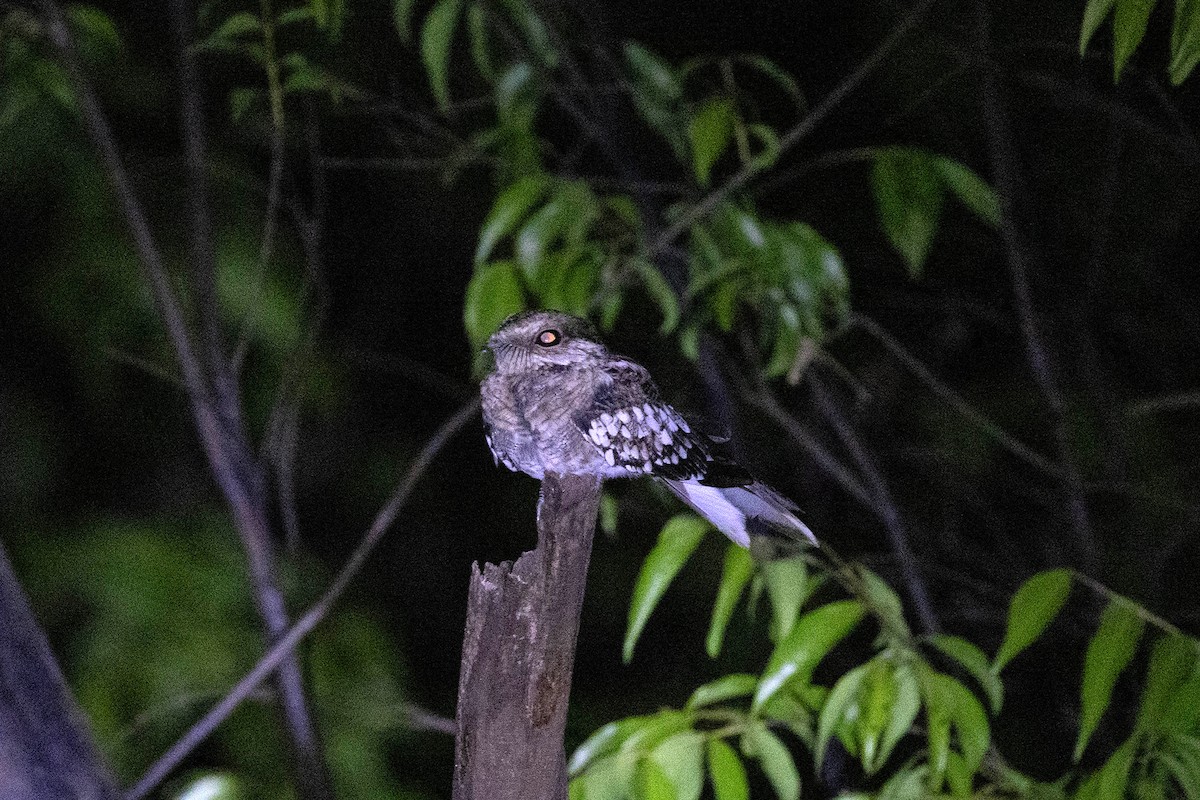 Staffelschwanz-Nachtschwalbe - ML647106764