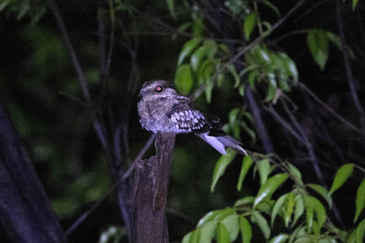 Staffelschwanz-Nachtschwalbe - ML647106765