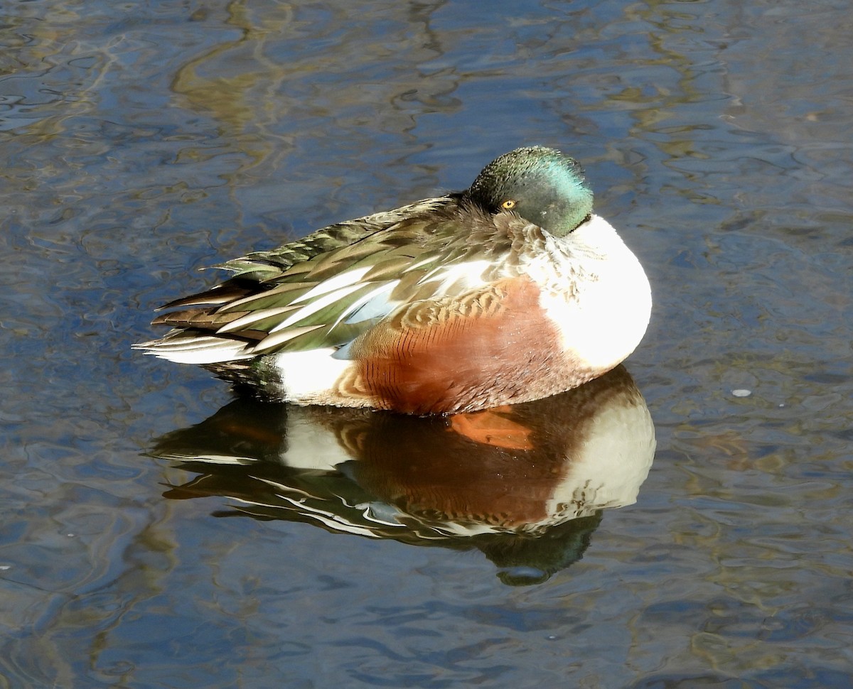 琵嘴鴨 - ML647106767