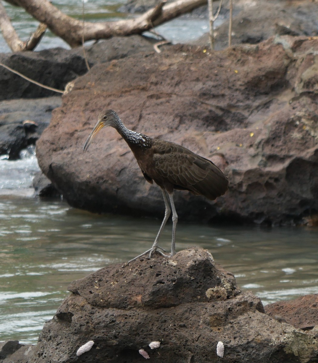 Limpkin - ML647106775