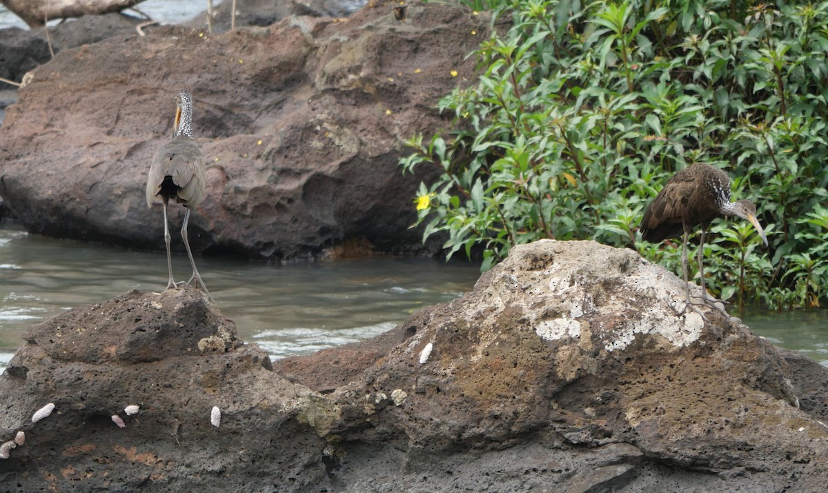 Limpkin - ML647106776