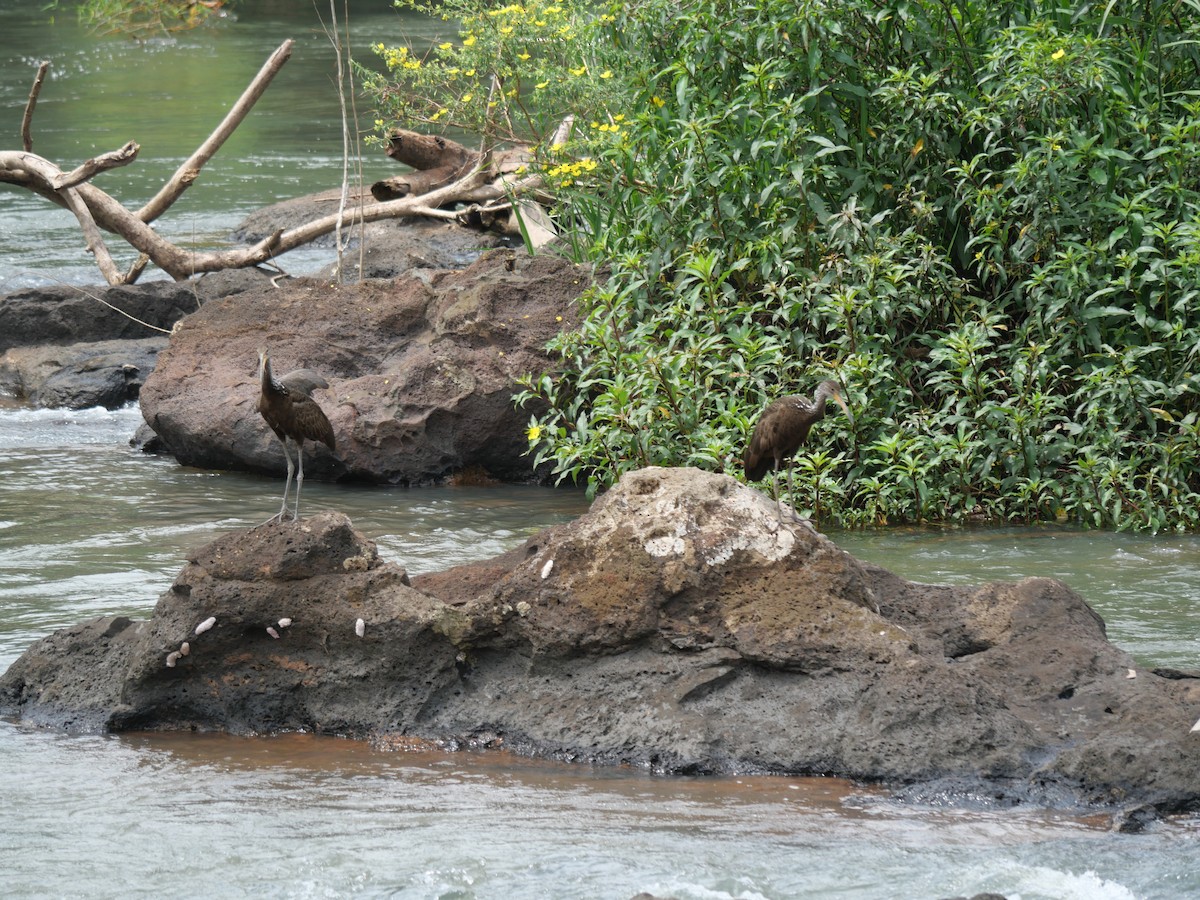 Limpkin - ML647106778