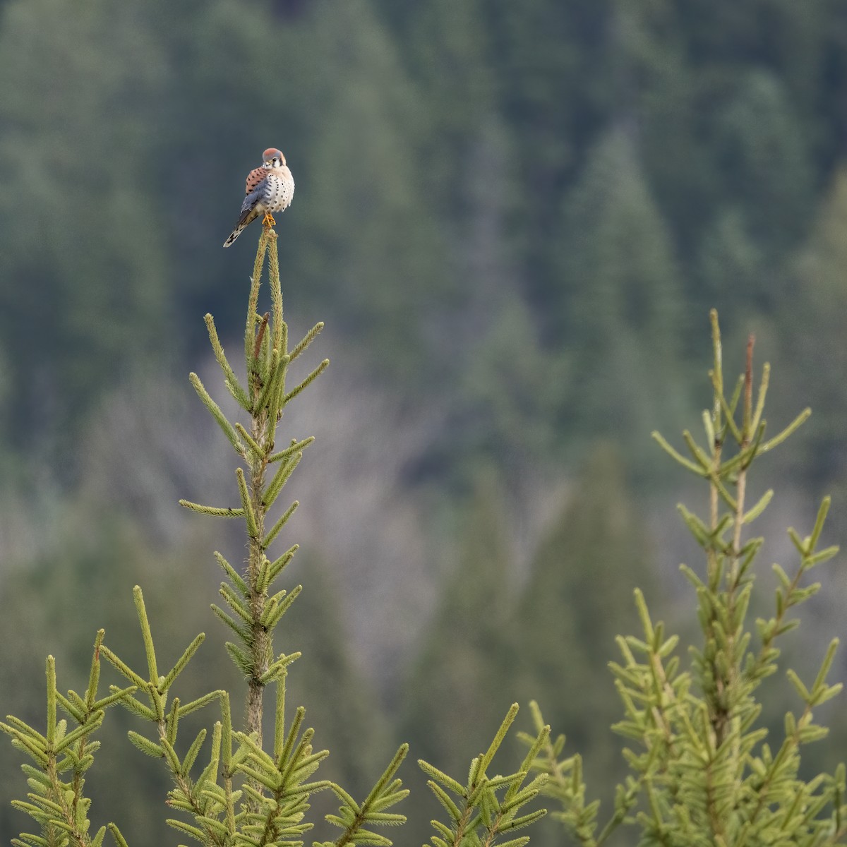 spurvefalk - ML647106779