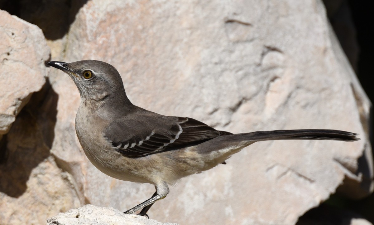 חקיינית צפונית - ML647106786