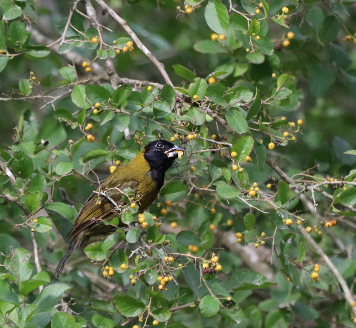 Crimson-collared Grosbeak - ML647106787