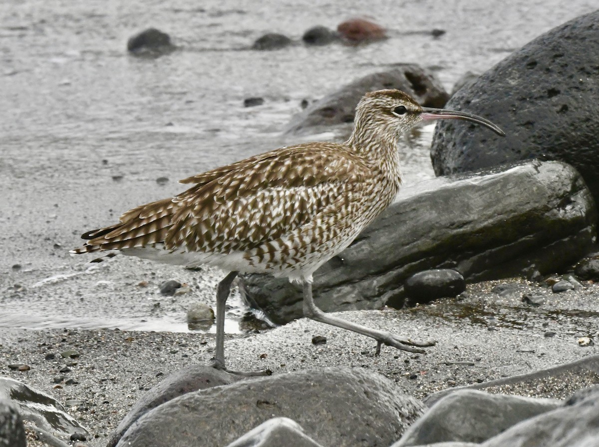 Eurasian Whimbrel - ML647106795