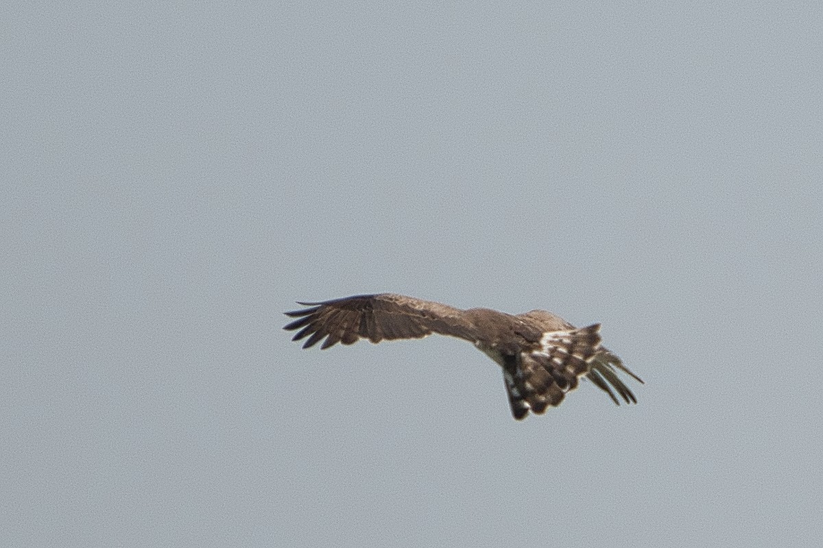 Short-toed Snake-Eagle - ML647106809