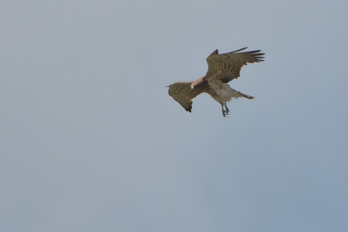 Short-toed Snake-Eagle - ML647106811