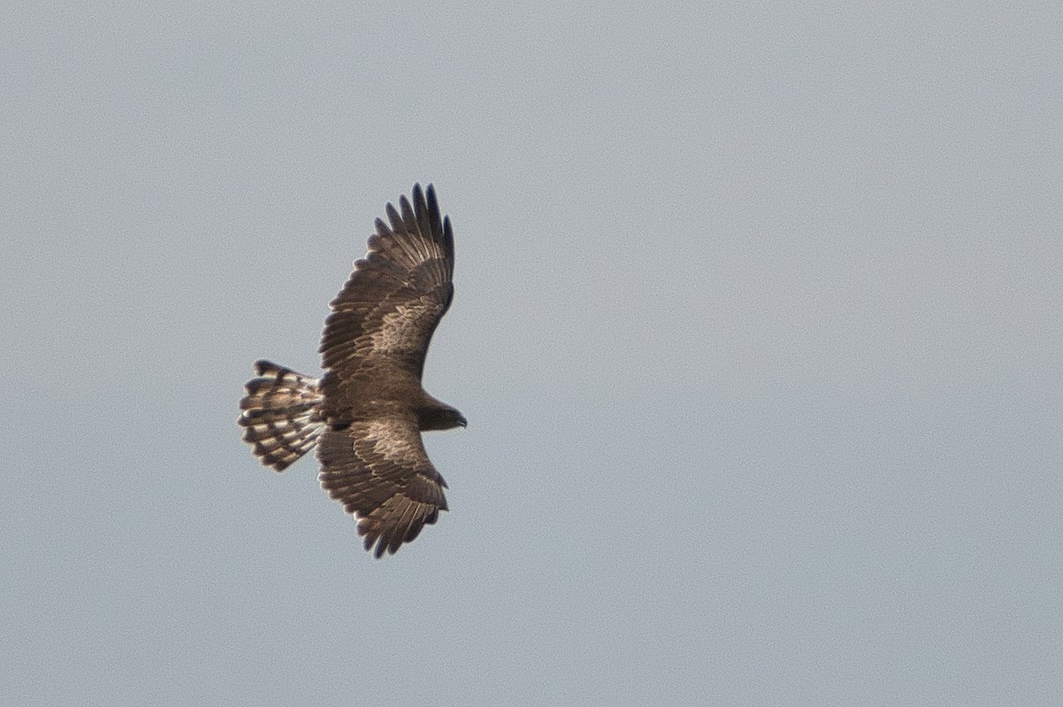 Short-toed Snake-Eagle - ML647106812