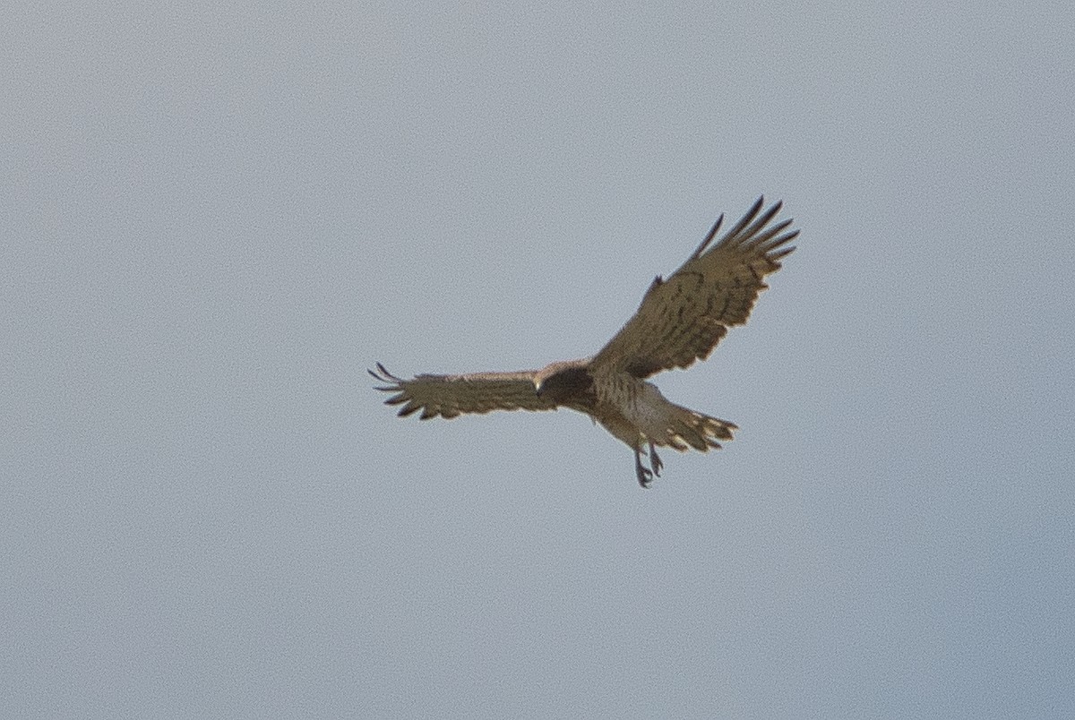 Short-toed Snake-Eagle - ML647106813