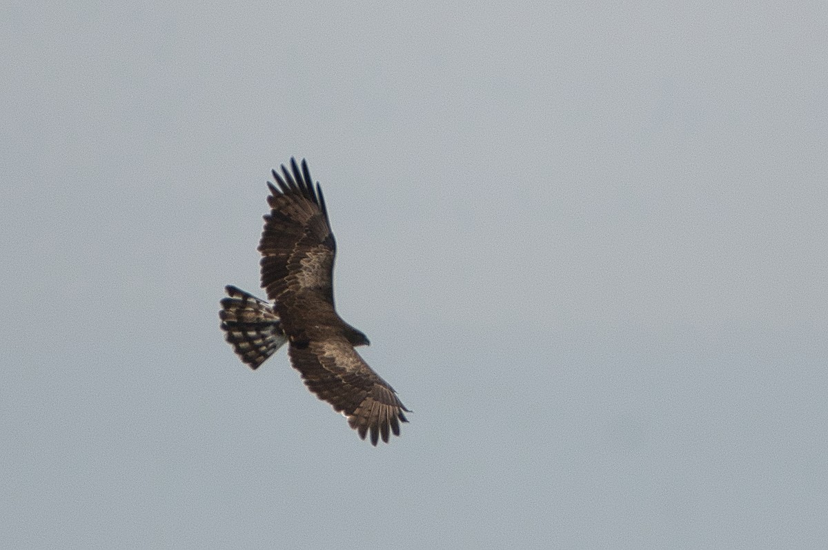 Short-toed Snake-Eagle - ML647106814