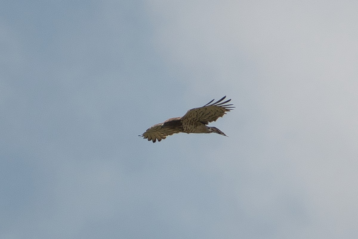 Short-toed Snake-Eagle - ML647106815