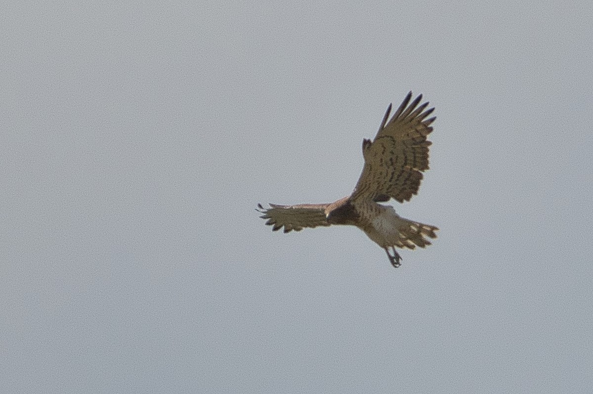 Short-toed Snake-Eagle - ML647106816