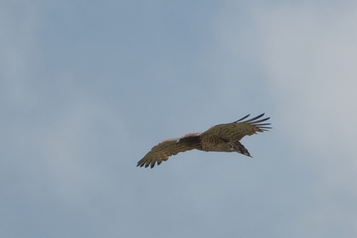 Short-toed Snake-Eagle - ML647106817