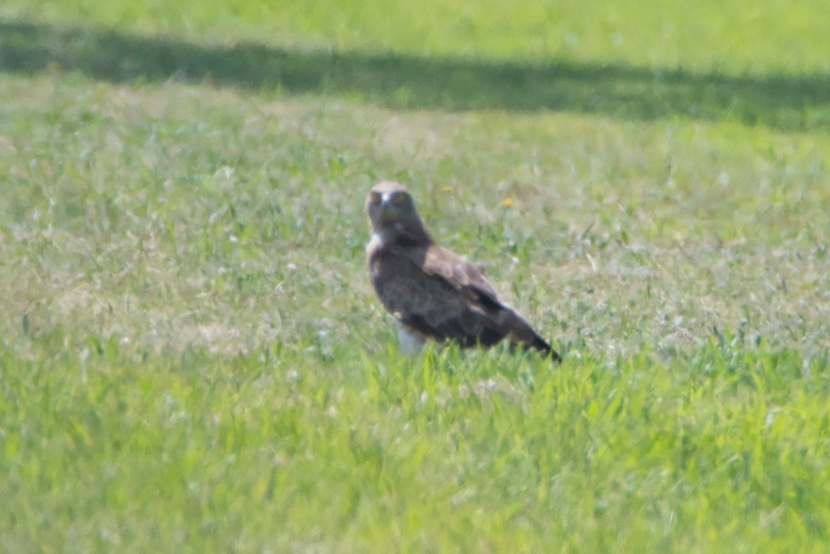 Short-toed Snake-Eagle - ML647106818