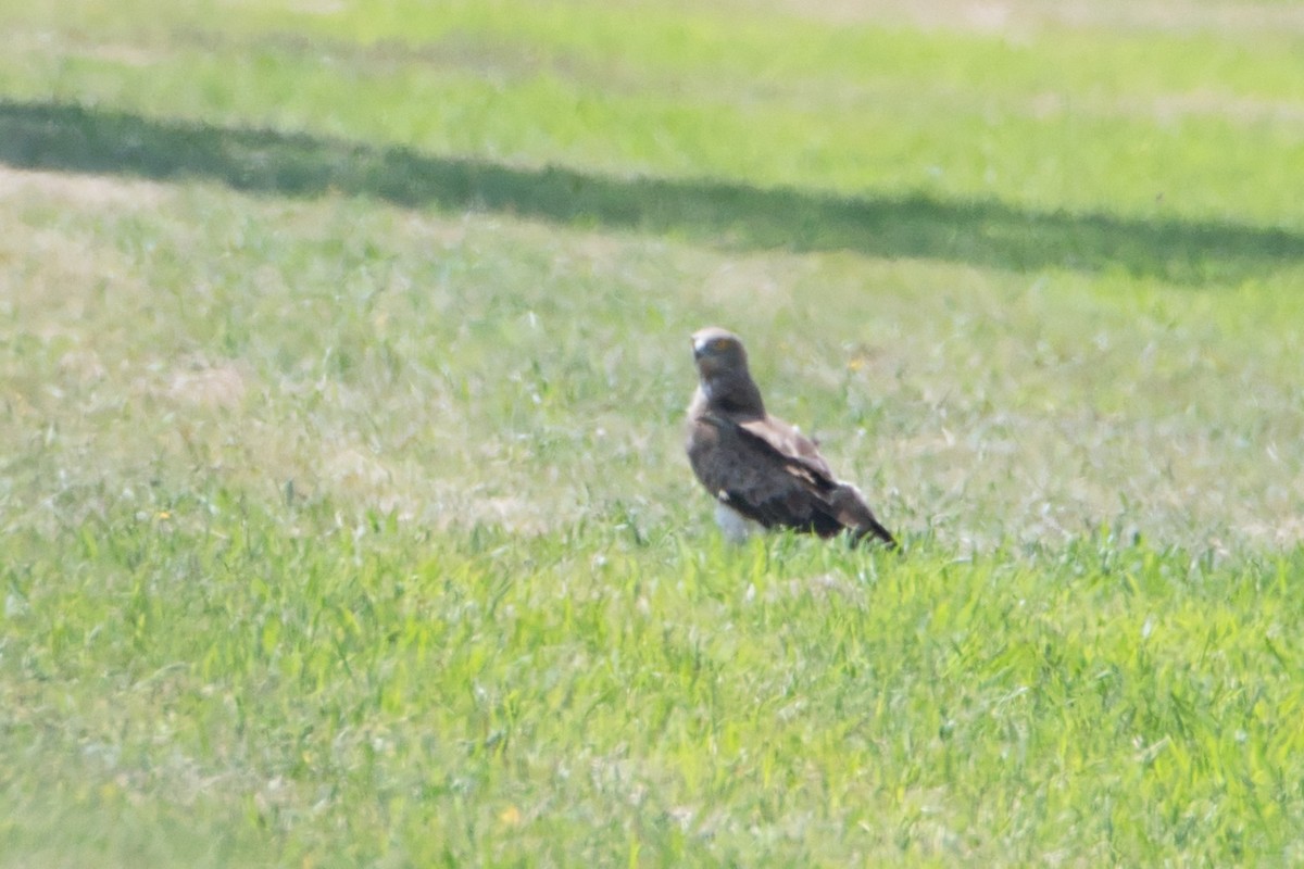 Short-toed Snake-Eagle - ML647106819