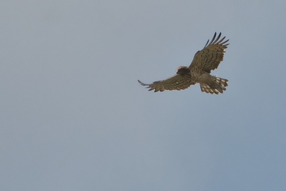 Short-toed Snake-Eagle - ML647106820