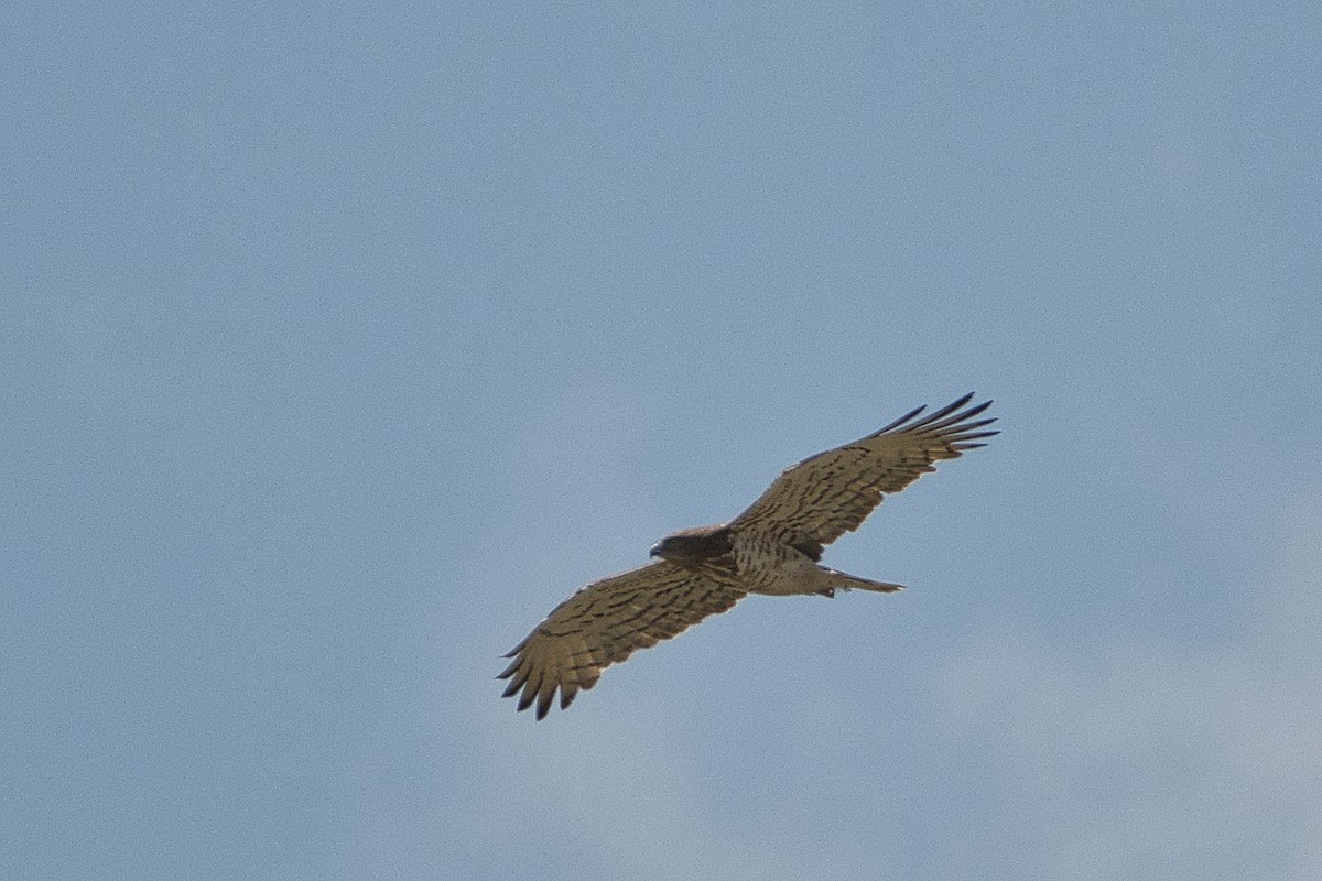 Short-toed Snake-Eagle - ML647106821