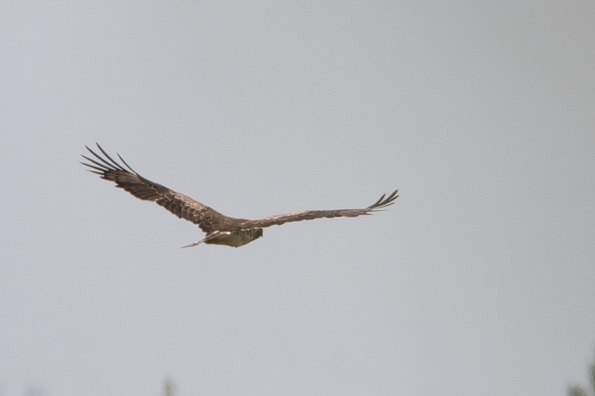 Short-toed Snake-Eagle - ML647106822