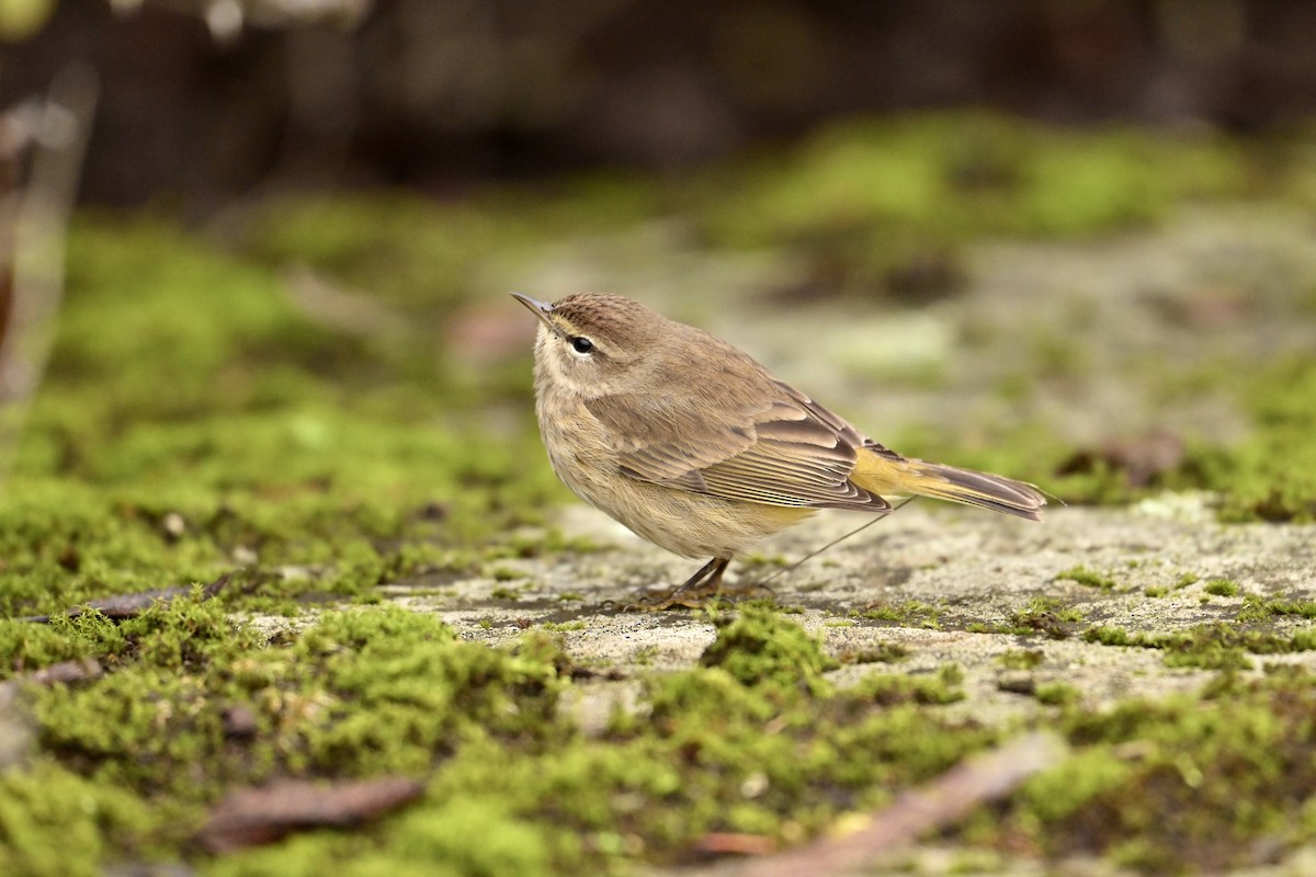 Palm Warbler - ML647106829