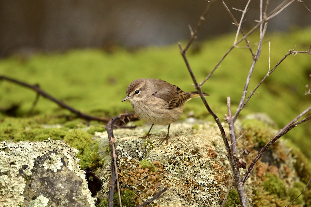 Palm Warbler - ML647106830