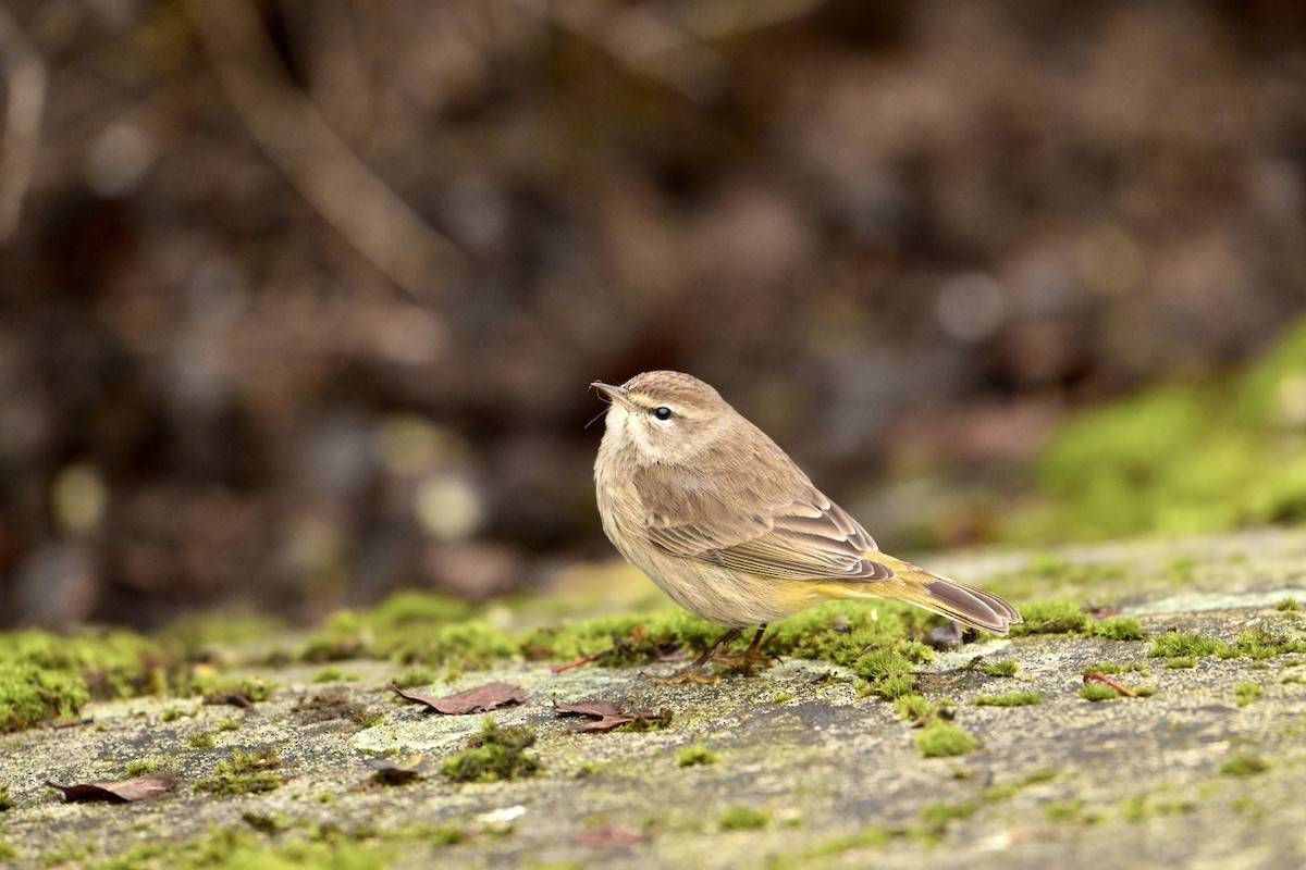 Palm Warbler - ML647106831