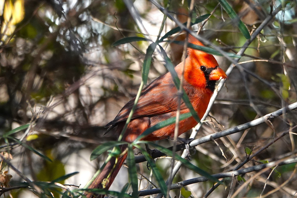 Cardinal rouge - ML647106834