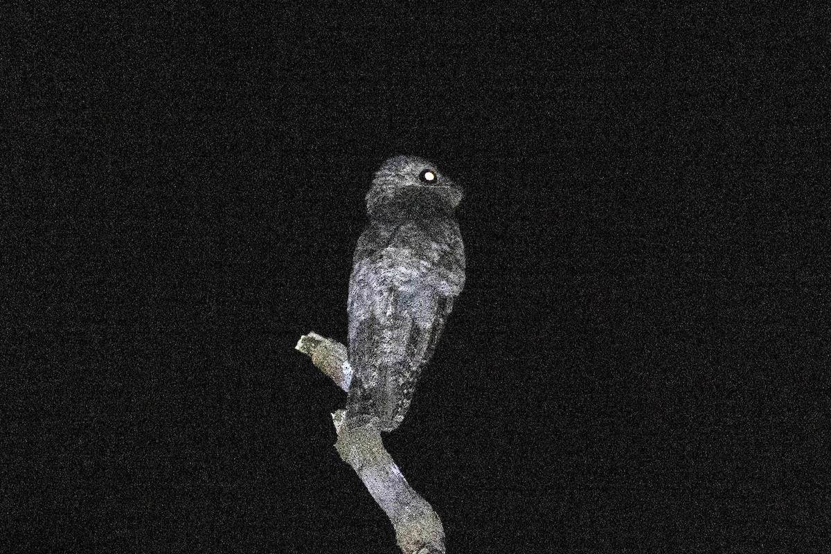 Great Potoo - ML647106841