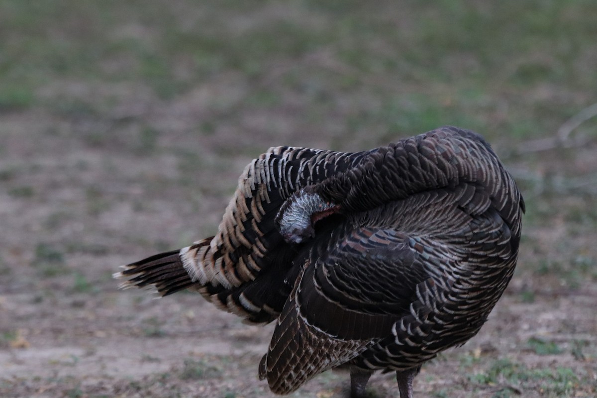 シチメンチョウ - ML647106867