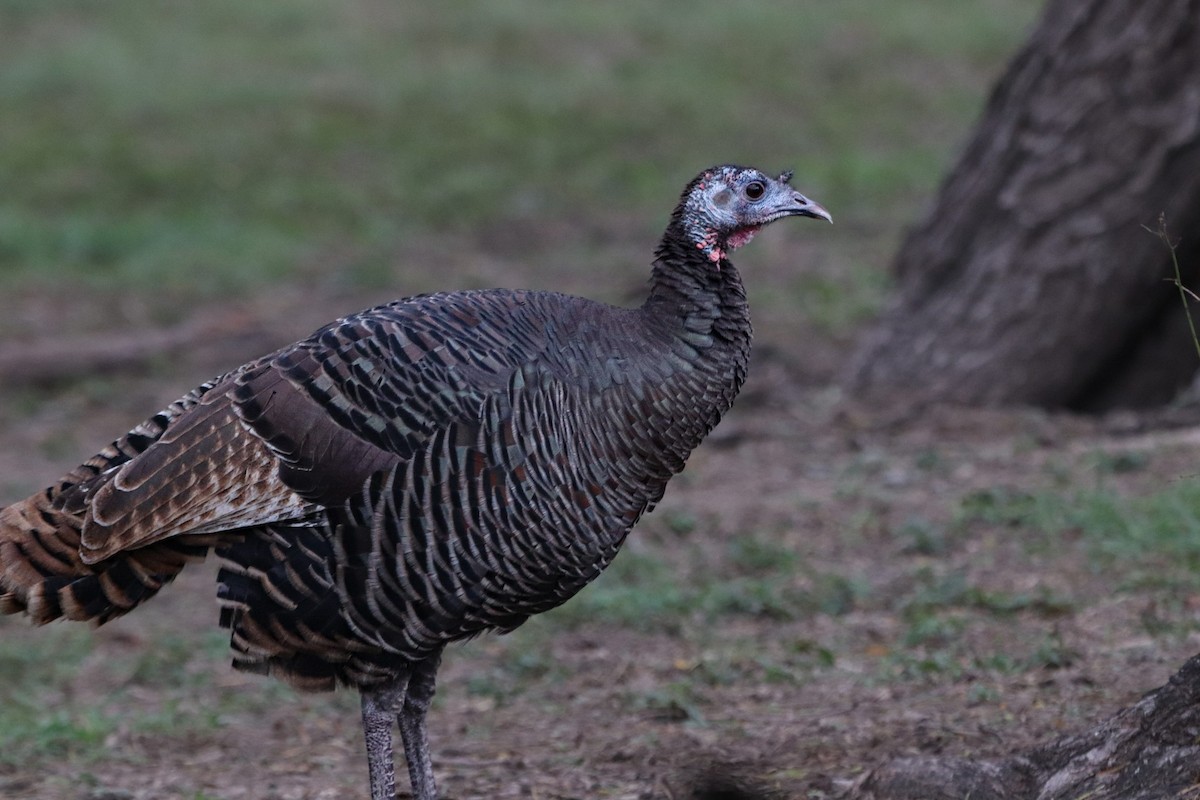 シチメンチョウ - ML647106868