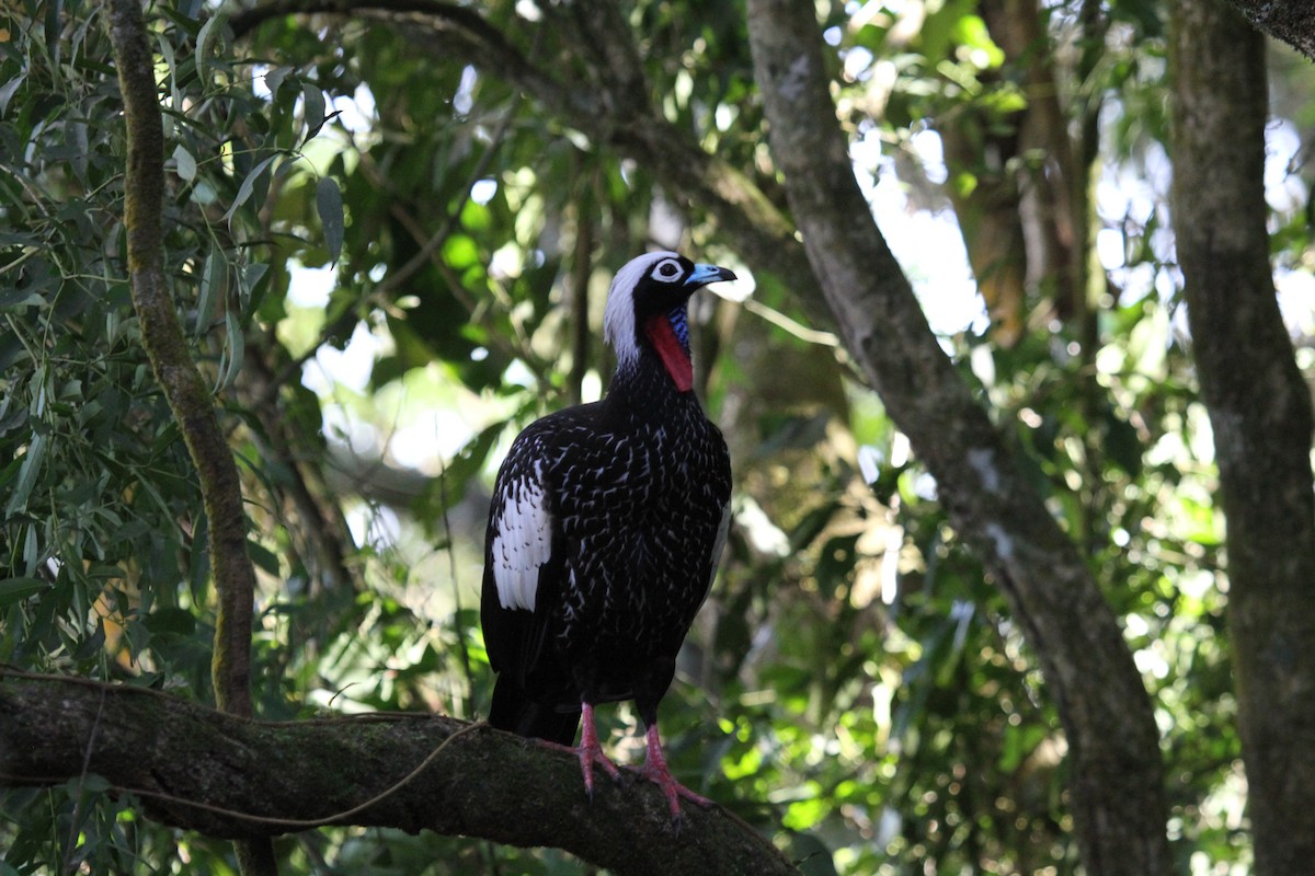 Black-fronted Piping-Guan - ML647106873