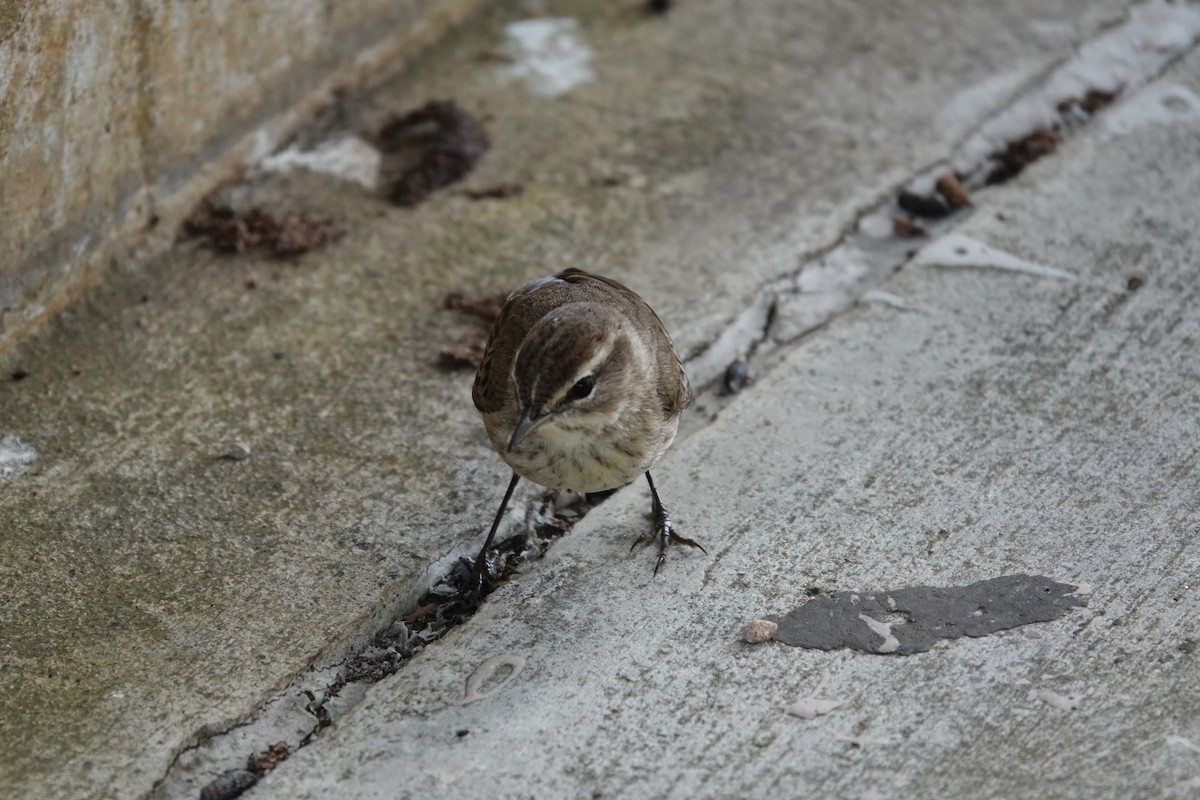 Palm Warbler - ML647106876