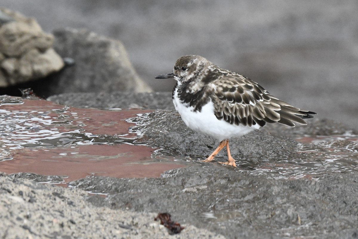 Ruddy Turnstone - ML647106877