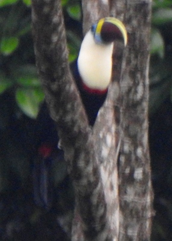 Tucán Pechiblanco - ML647106878