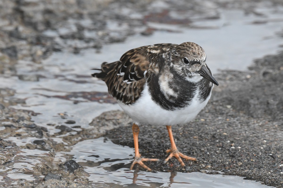Ruddy Turnstone - ML647106879