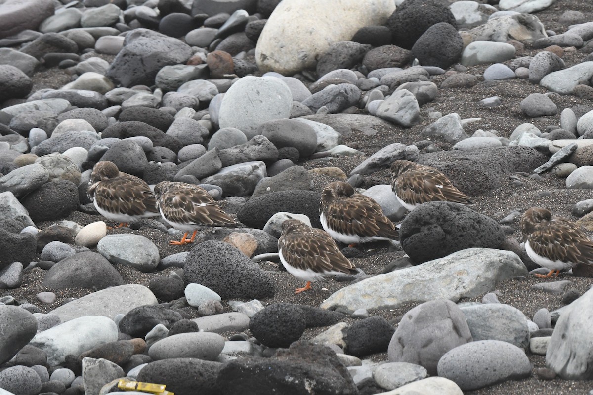 Ruddy Turnstone - ML647106880