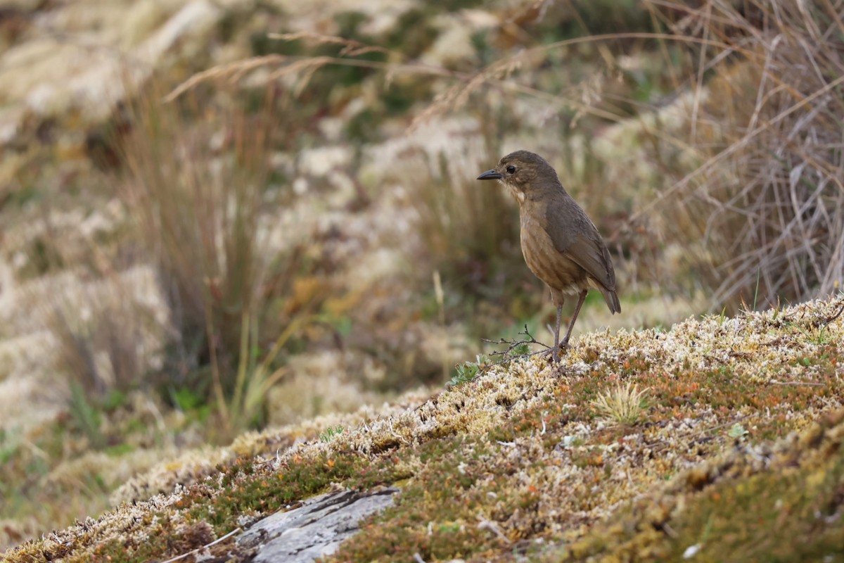 Tawny Antpitta - ML647106881