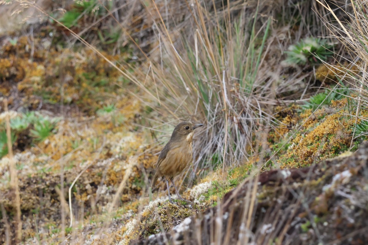 Tawny Antpitta - ML647106882