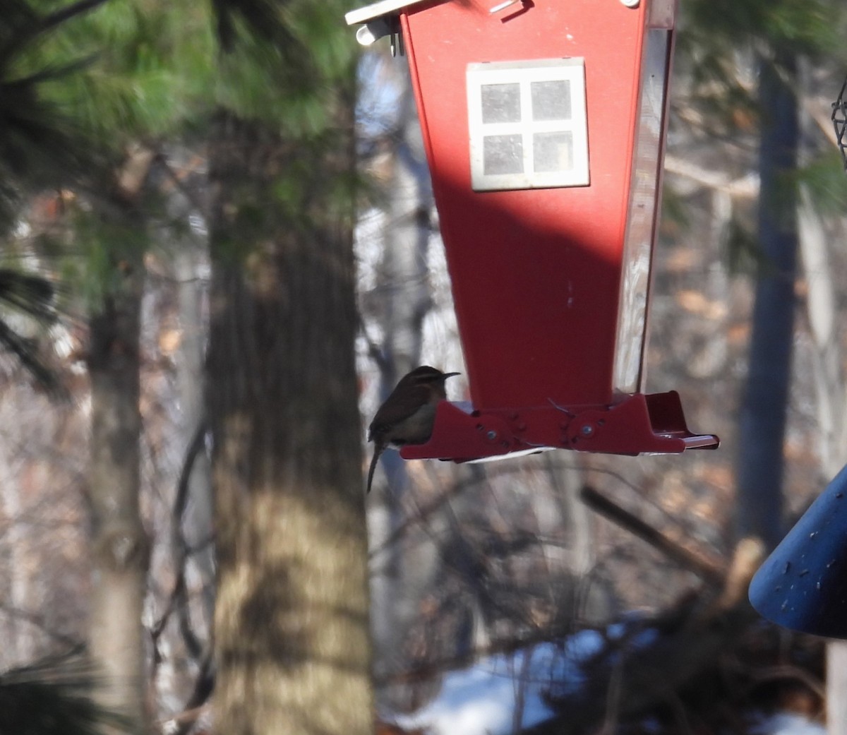 Carolina Wren - ML647106891