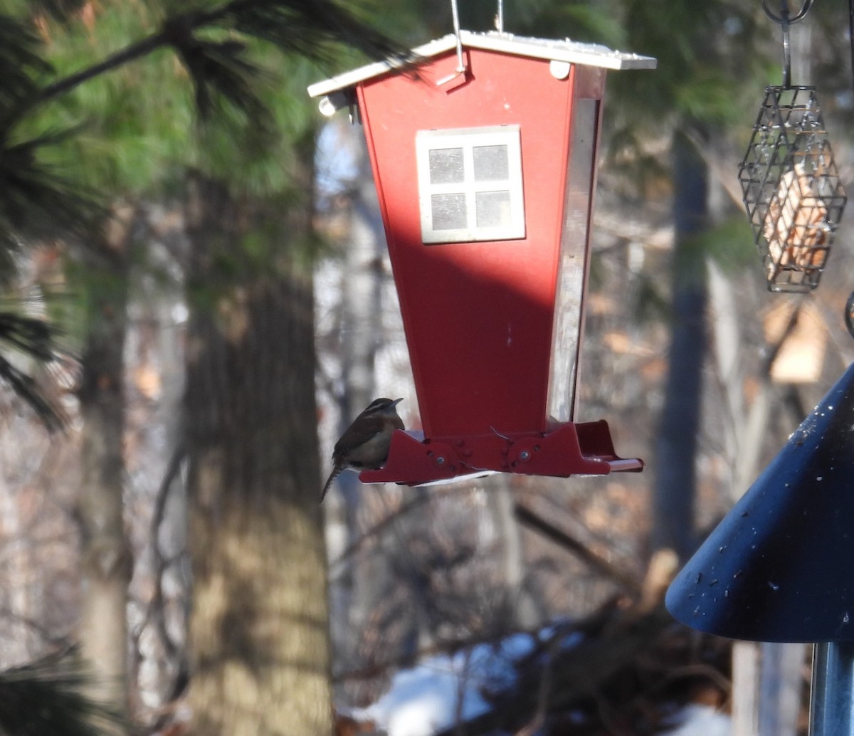 Carolina Wren - ML647106892
